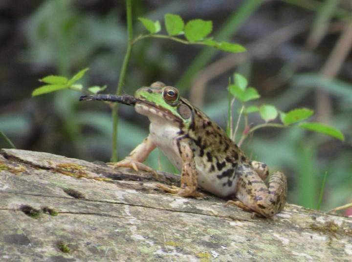 Green Frog